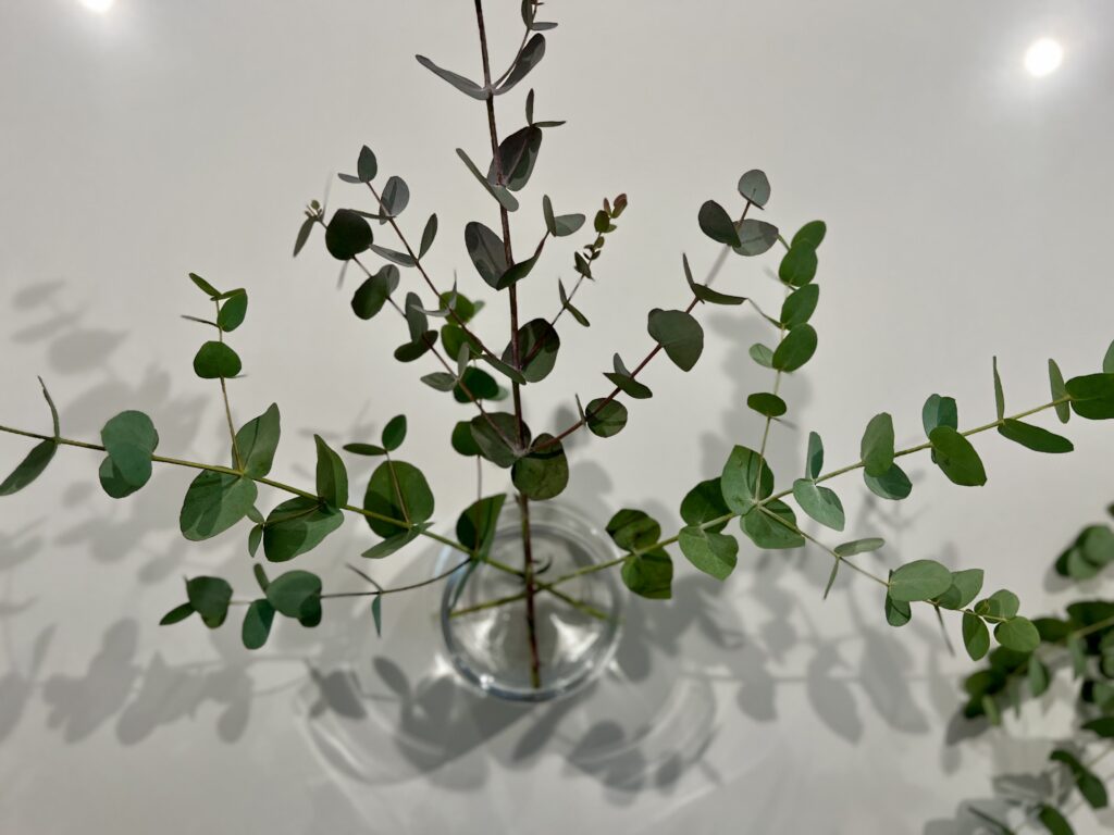 The eucalyptus stems are arranged as if the bottom of the vase is a clock face, and the stems are its hands