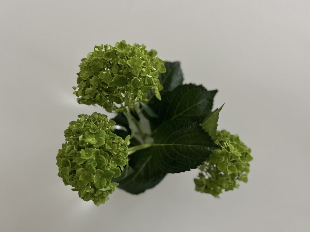 Trim the green hydrangeas so the vase rim rests just below the remaining leaves