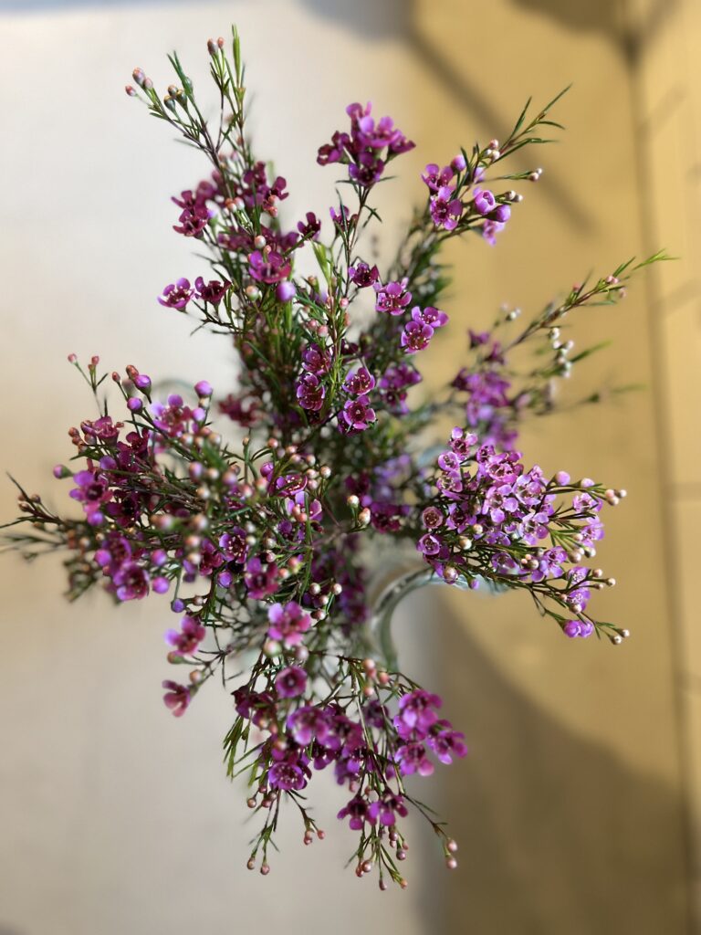 Remove all leaves from the waxflower (you can pinch and pull down). Then place around the perimeter.